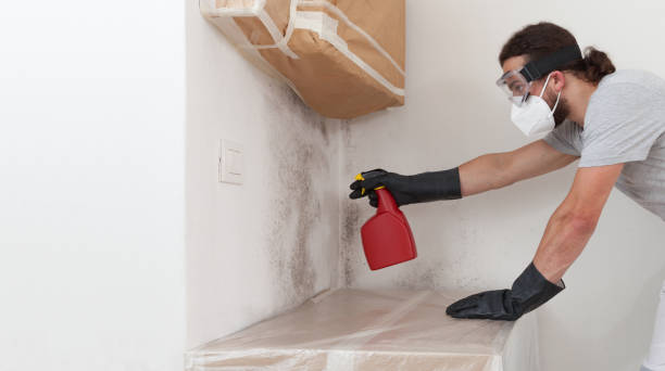 Basement Mold Remediation treatment on basement walls in Pitman